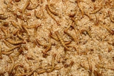 곤충 사육은 버릴 게 없는 순환농업으로 제 인생템입니다!