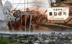 럼피스킨병 확산세와 가축방역관 태부족…축산농가 어쩌나