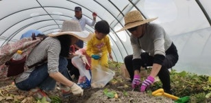 김제시, 제14회 지평선광활햇감자축제 4월 20~21일 개최