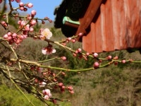 국내 4대 매화 백양사 고불매 꽃망울 터뜨려