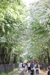 전주 팔복동 이팝나무 길