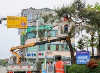소나무 전지