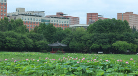 덕진공원 연꽃 개화