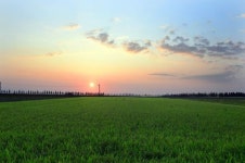 김제 지평선 새마루와 메타세콰이어길, 하시모토농장