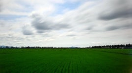 김제 지평선 새마루와 메타세콰이어길, 하시모토농장