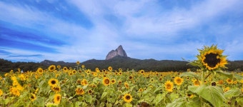 진안군농업기술센터 실증시험포장으로 꽃 구경 오세요 해바라기·유채꽃 등 활짝