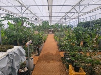 익산 열대과일 체험농장 서동팜 진택성 대표