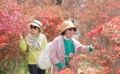 전주 완산공원 꽃동산 주말 절정, 봄꽃 향연 시작
