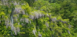 상서면 청림마을에서 보안면 우동마을 연결하는 군도 1호선 바디재에 등나무꽃 만개