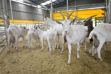 선산에 꽃 피운 꿈! 하얀산양목장 청년농부 박기완 씨