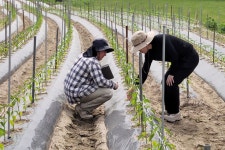 정읍시농업기술센터, 고추 정식 후 병해충·생육 관리 요령 당부