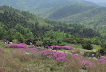 제29회 지리산 운봉 바래봉 철쭉제 성료