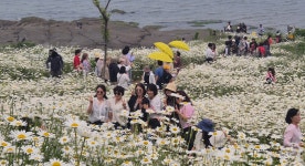 사계절 가족여행 부안 마실길 3선, 샤스타데이지에 이어 노루목 상사화길로 이어져