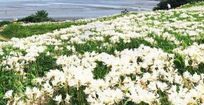 부안 변산마실길 2코스 가을의 전령사 붉노랑 상사화 만개