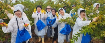 전북여성라이온, 부안 줄포서 꾸지뽕 수확 봉사
