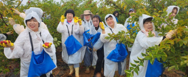 전북여성라이온, 부안 줄포서 꾸지뽕 수확 봉사
