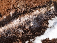 농진청, 겨울철 인삼 농가 보온재·물길 정비 서두르세요~