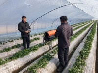 농촌진흥청, 시설재배 감자 한파 대비 현장 점검