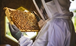 한화그룹, 태양광으로 생태계 수호자 꿀벌 보호... 국내 최초 공개