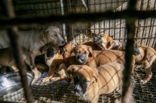 [포토] 한국 HSI, 충남 아산 개농장 방문해 사전 구조 작업