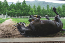 [안치성의 승마 이야기] 신선하고 맛있는 생초와 자유, 말은 무엇을 우선시할까?