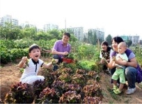 희망서울 친환경농장, 유기농 채소 직접 키워봐요