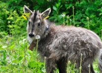 설악산에서 구조된 산양들, 월악산으로 이사가요