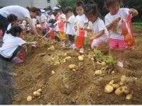 용산구, 감자케는 농촌체험프로그램 운영