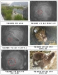 국립생태원, 멸종위기 야생생물 Ⅰ급 수달 새끼 두마리 출산