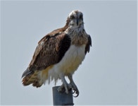 멸종위기종, 남해안 하구역에 모였다!