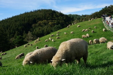 8월의 6차산업인으로 대관령양떼목장 선정!