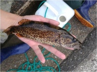 꺽지과 물고기들의 가을맞이,