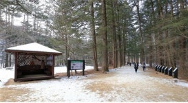 오대산국립공원 전나무숲, 올림픽존 구성 및 체험 프로그램 마련