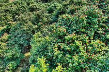 3월의 명품숲 붉은 동백꽃 명소 천관산 동백숲 선정