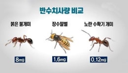 이번에는 붉은불개미 공포…평택항서 대거 발견