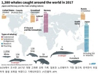 고래 보호와 보전 그리고 한국