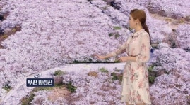 꽃놀이 핫플레이스 황령산 벚꽃, 매해 열 손가락 안에 꼽히는 이유 있다