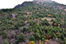 지리산 세석평전, 구상나무 숲을 구성할 어린나무 활발히 자라