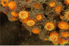 국립해양생물자원관, 서해 최북단 섬 백령도에서 해양생물 364종 확인