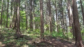 축령산 편백 숲가꾸기로 산림기능 최적화