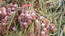 ‘고흥 마늘’ 명품 브랜드 만들기 총력