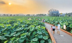 “즐길거리 풍성한 무안 연꽃축제로 오세요”