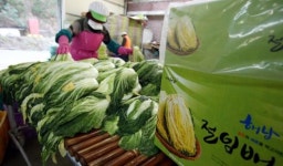 청정 해남 절임 배추 전국서 주문 폭주