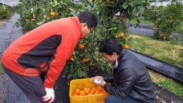 강진 새콤달콤 ‘레드향’ 수확 한창