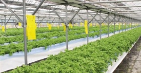 강진 농업법인 ‘바라후’ 농가 소득증대 효자