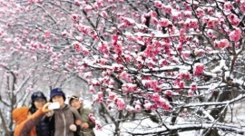 “설중매에 반했어요”