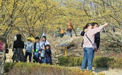 구례 산수유축제장 관광객 ‘북적’
