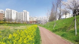 목포 삼향천 봄꽃 만개 ‘눈길’