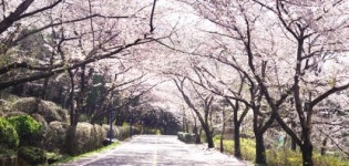 [장갑수와 함께 걷는 길] 진해 드림로드