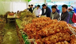 영월랜드농산물특판장 | 햇마늘·양파 산지가격 특판전